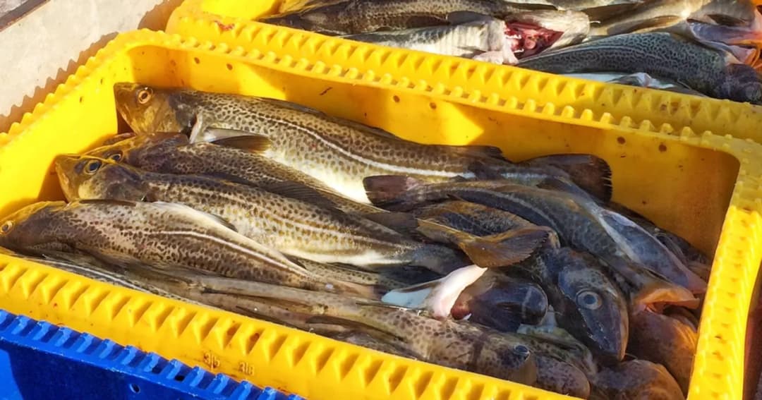 Kiedy świeże ryby nad morzem? Sprawdź, gdzie je znaleźć i kupić