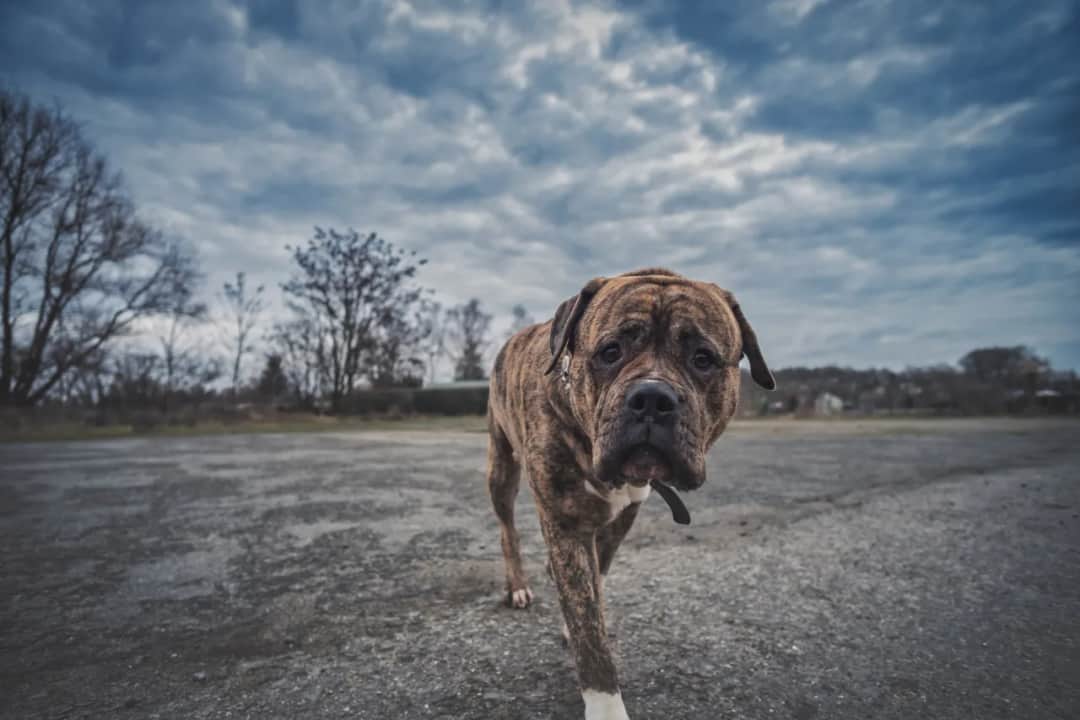 Ile kosztuje doba w hotelu dla psa? Ceny i porady na co zwrócić uwagę